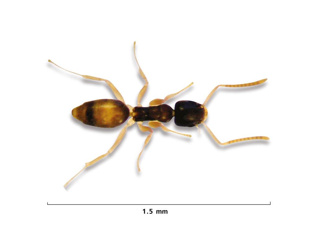 ant ghost ants pharaoh